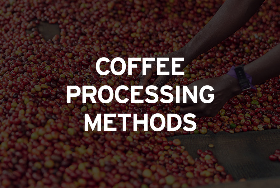 Popular Coffee Processing Methods
